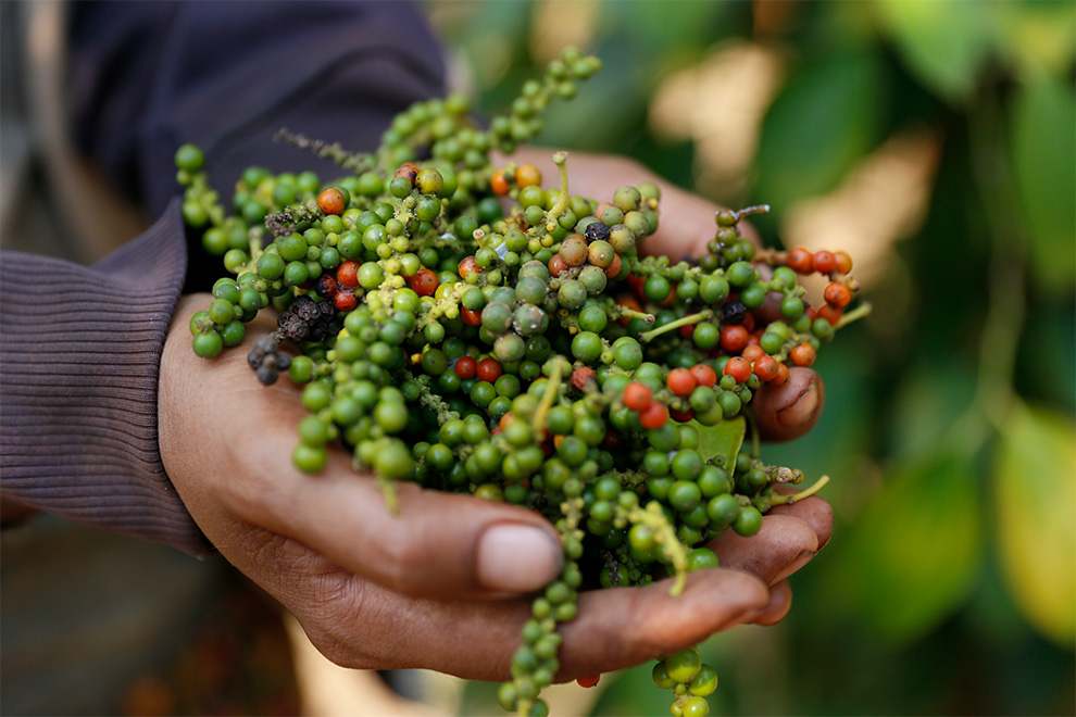 a_farmer_hold_pepper_corn